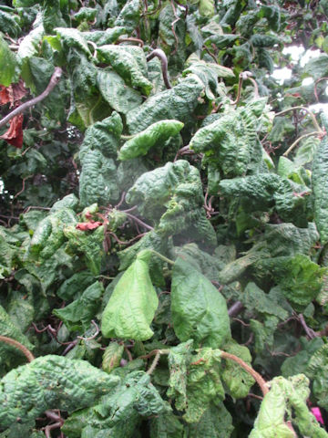 Corylus avellana cv. Contorta