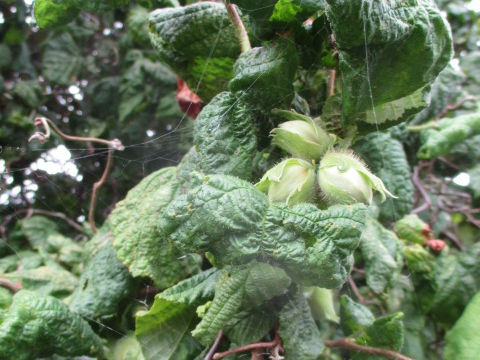 Corylus avellana cv. Contorta