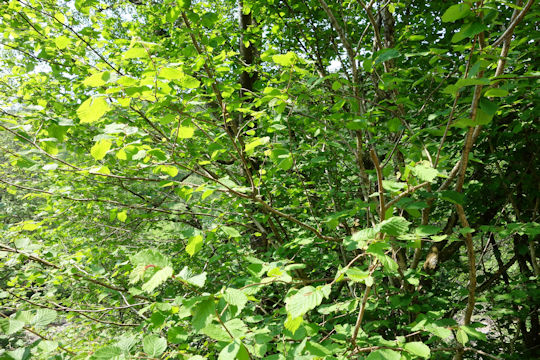 Corylus avellana