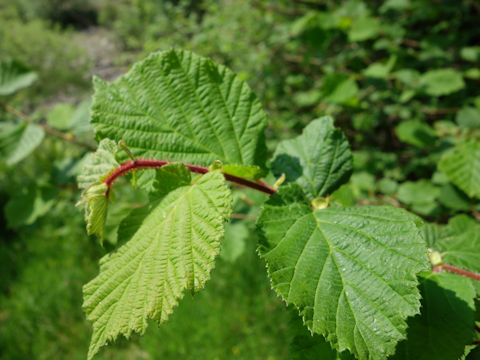 Corylus avellana