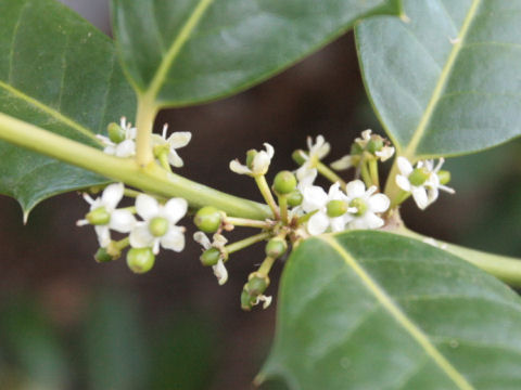 Ilex aquifolium