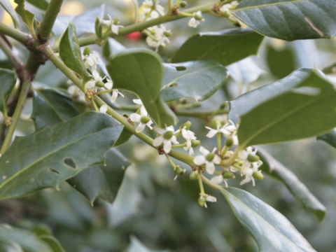 Ilex aquifolium