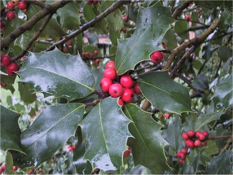 Ilex aquifolium