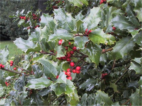 Ilex aquifolium