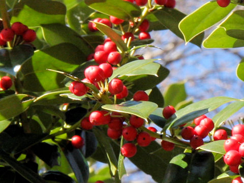 Ilex aquifolium