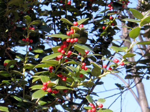 Ilex aquifolium