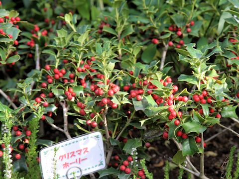 Ilex aquifolium