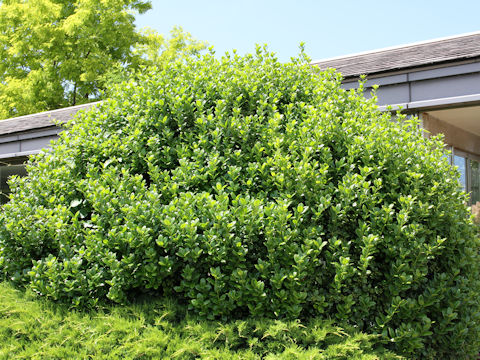 Ilex aquifolium