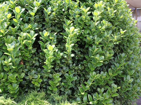 Ilex aquifolium