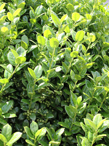 Ilex aquifolium