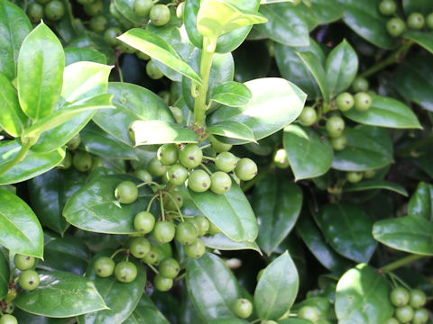 Ilex aquifolium