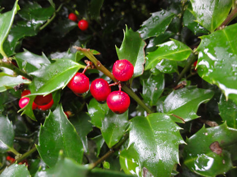 Ilex aquifolium