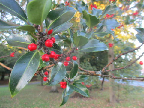 Ilex aquifolium