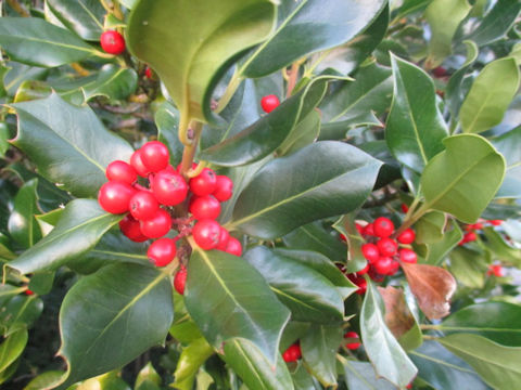 Ilex aquifolium