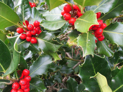 Ilex aquifolium