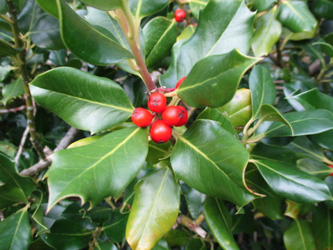 Ilex aquifolium