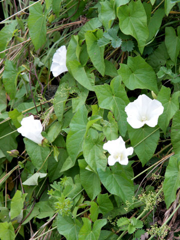 Convolvulus arvensis