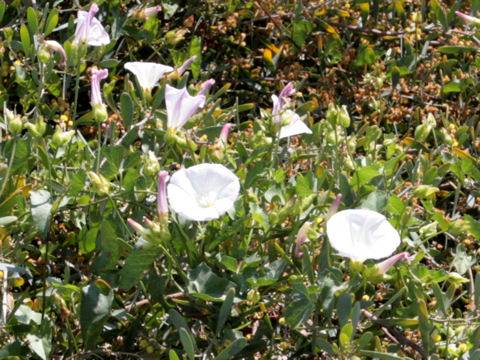 Convolvulus arvensis