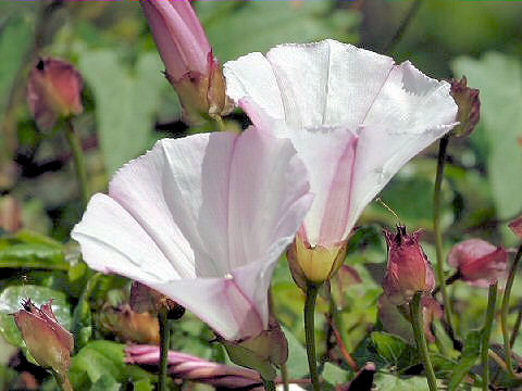 Convolvulus arvensis