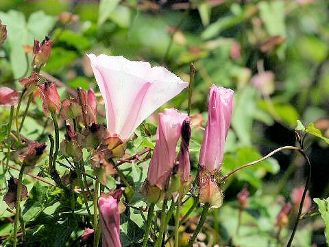 Convolvulus arvensis