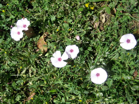 Convolvulus arvensis