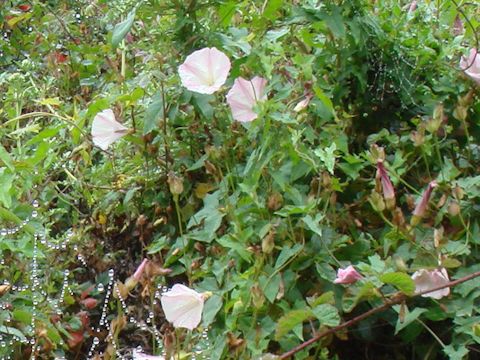 Convolvulus arvensis