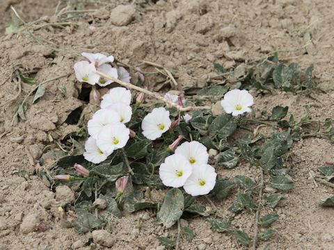 Convolvulus arvensis