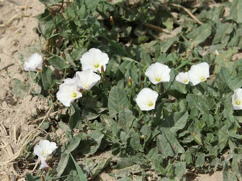 Convolvulus arvensis