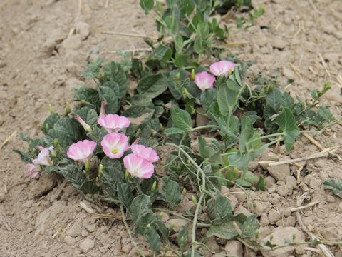 Convolvulus arvensis