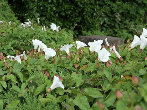 Convolvulus arvensis