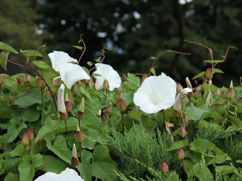 Convolvulus arvensis