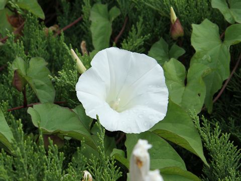 Convolvulus arvensis