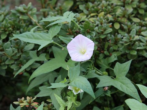 Convolvulus arvensis