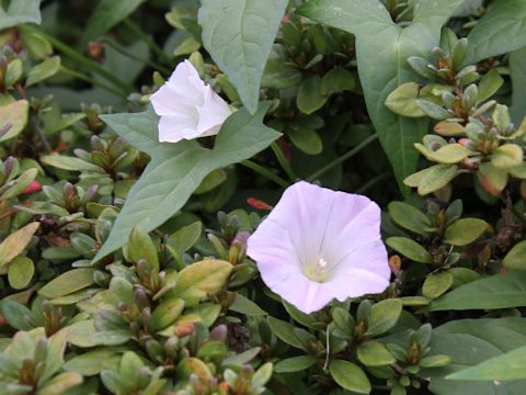 Convolvulus arvensis