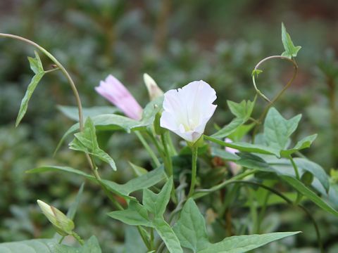 Convolvulus arvensis