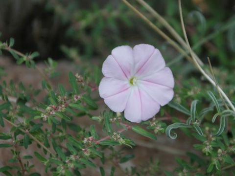 Convolvulus arvensis