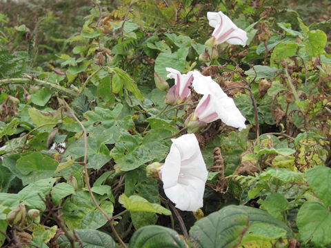 Convolvulus arvensis