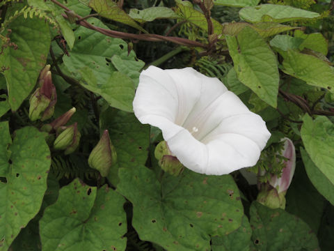 Convolvulus arvensis