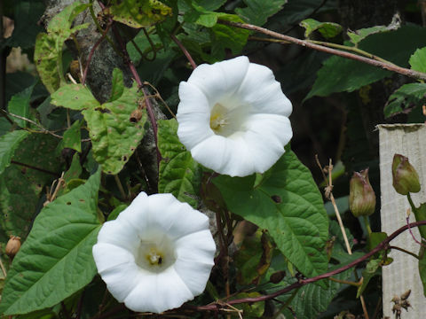 Convolvulus arvensis