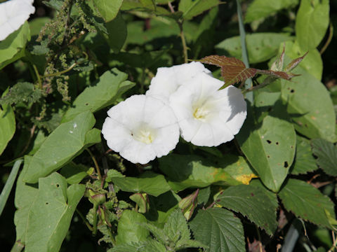 Convolvulus arvensis