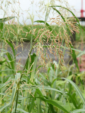 Sorghum halepense