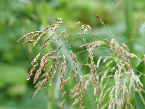 Sorghum halepense