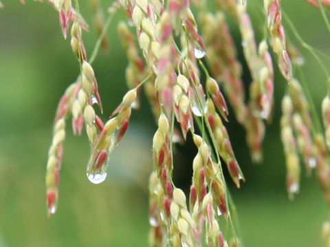 Sorghum halepense