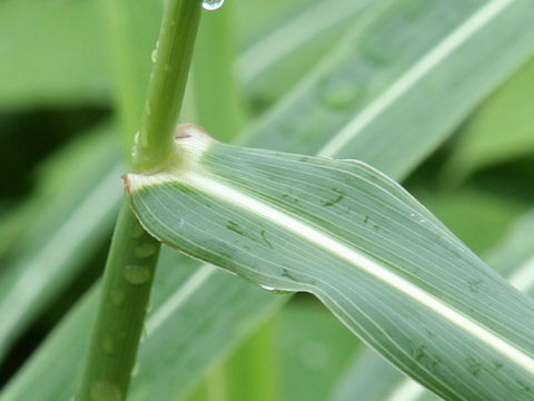 Sorghum halepense