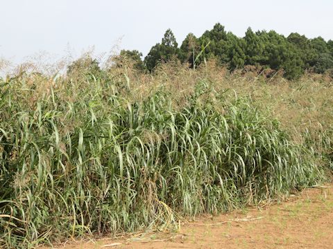 Sorghum halepense