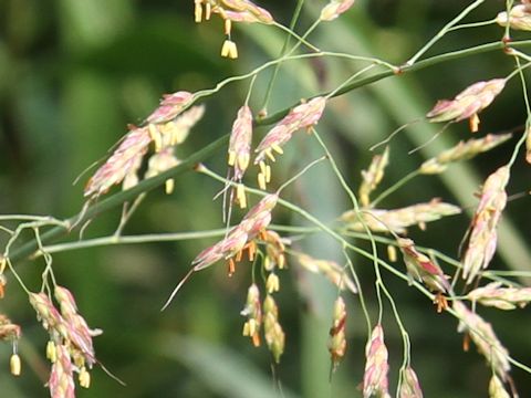 Sorghum halepense