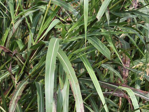 Sorghum halepense