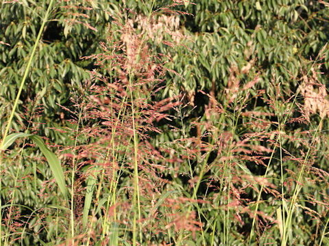 Sorghum halepense