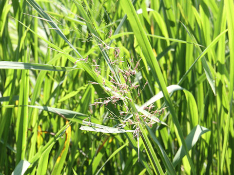 Sorghum halepense