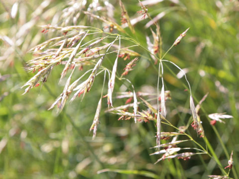 Sorghum halepense